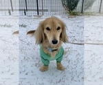 Small Photo #1 Dachshund Puppy For Sale in SAVANNAH, TX, USA