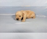 Small #2 Golden Retriever