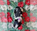 Small Photo #3 English Springer Spaniel Puppy For Sale in ASHEVILLE, NC, USA