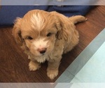 Small #1 Cavapoo-West Highland White Terrier Mix