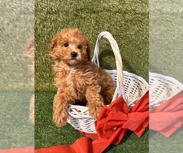 Medium Photo #3 Poodle (Miniature) Puppy For Sale in MIDDLEBURY, IN, USA