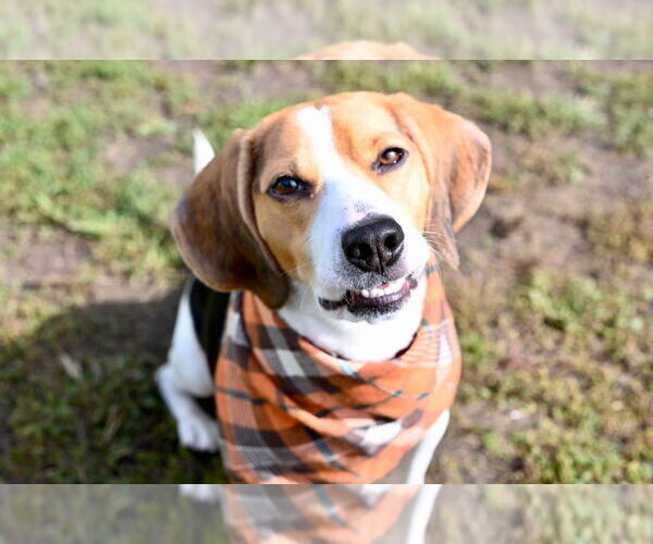 Medium Photo #6 Beagle Puppy For Sale in Gloversville, NY, USA