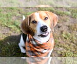 Small #5 Beagle
