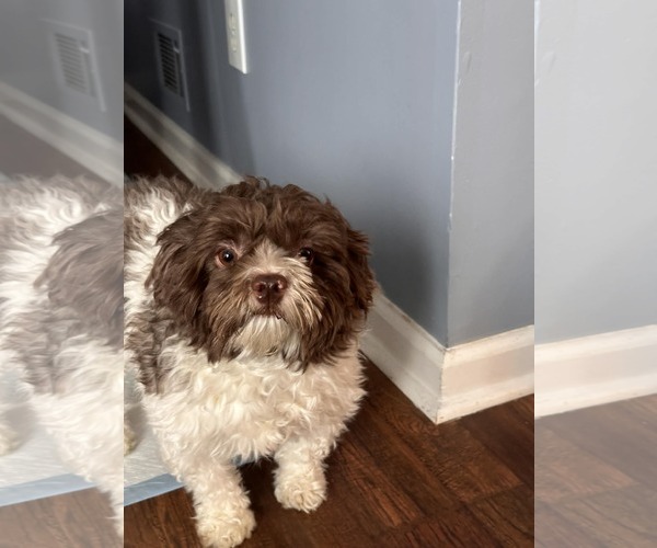 Medium Photo #4 Havanese Puppy For Sale in Rockaway, NJ, USA