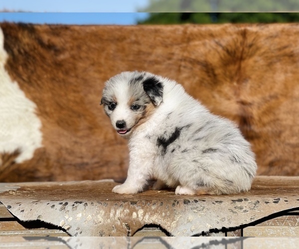 Medium Photo #5 Australian Shepherd Puppy For Sale in WESLEY CHAPEL, FL, USA