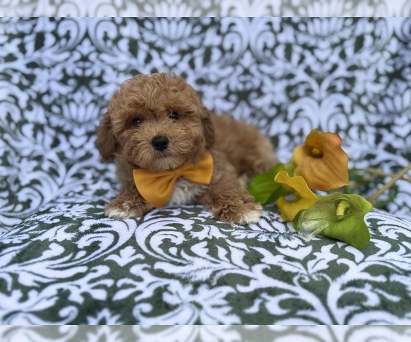 Medium Photo #5 Bichpoo Puppy For Sale in LAKELAND, FL, USA