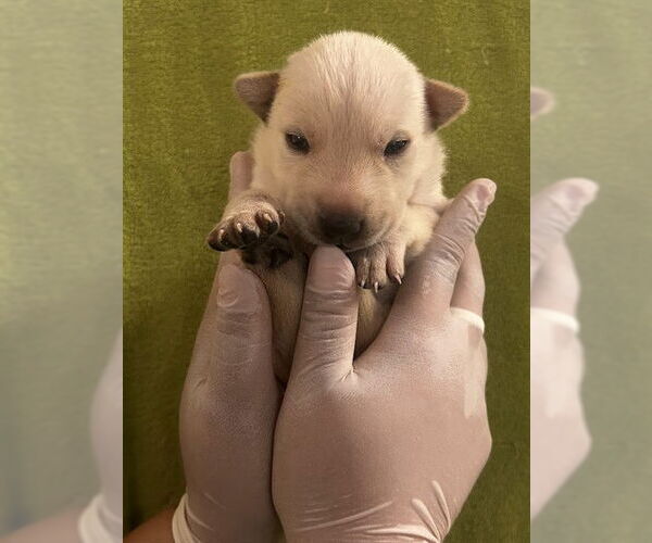 Medium Photo #2 German Shepherd Dog Puppy For Sale in Riverside, CA, USA