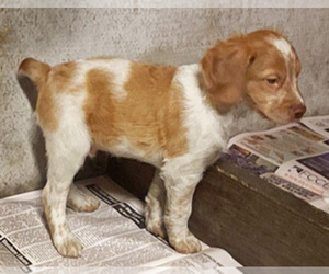 Brittany Puppy for sale in BLOSSBURG, PA, USA