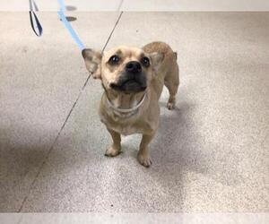 Chug Dogs for adoption in Riverside, CA, USA
