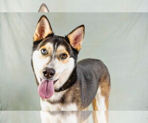 Mutt Dogs for adoption in Rowlett, TX, USA