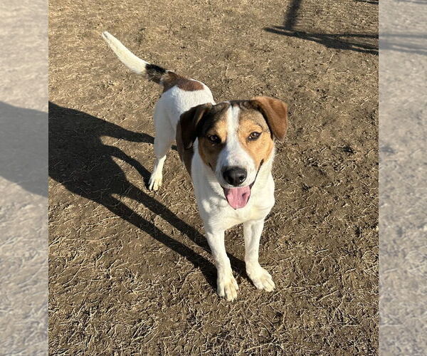 Medium Photo #6 Mutt Puppy For Sale in Evansville, IN, USA