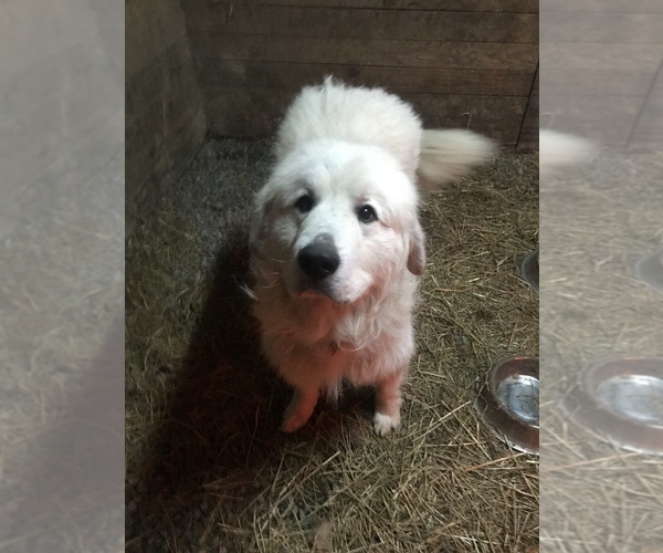 Medium Photo #12 Great Pyrenees Puppy For Sale in BAZETTA, OH, USA