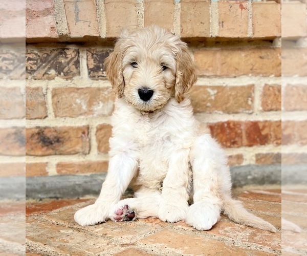 Medium Photo #3 Goldendoodle Puppy For Sale in THE COLONY, TX, USA