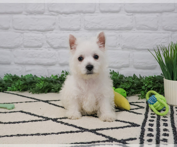 Medium Photo #3 West Highland White Terrier Puppy For Sale in SYRACUSE, IN, USA