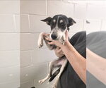 Small German Shepherd Dog Mix