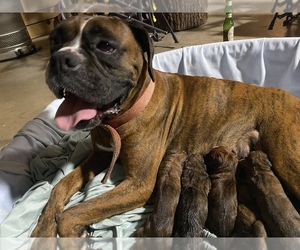 Mother of the Boxer puppies born on 07/14/2023
