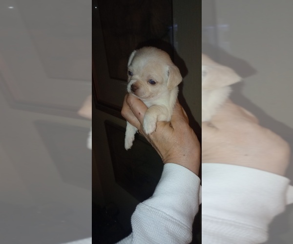 Medium Photo #2 Chihuahua Puppy For Sale in DAYTON, OH, USA