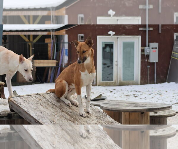 Medium Photo #13 Saluki-Whippet Mix Puppy For Sale in Sebec, ME, USA