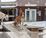 Small #12 Saluki-Whippet Mix