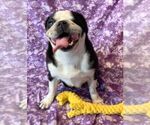 Small Photo #2 Pug Puppy For Sale in Abilene, KS, USA