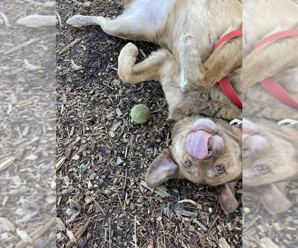 Medium Photo #1 Labrador Retriever-Unknown Mix Puppy For Sale in Clarkesville, GA, USA