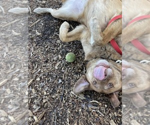 Labrador Retriever-Unknown Mix Dogs for adoption in Clarkesville, GA, USA