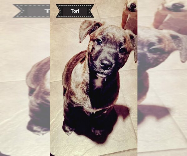 Medium Photo #20 Rottweiler-Unknown Mix Puppy For Sale in Spring, TX, USA