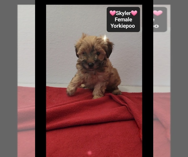 Medium Photo #3 Yorkipoo Puppy For Sale in TUCSON, AZ, USA