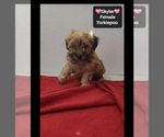 Skyler - Female Yorkipoo Puppy for Sale - Photo #3