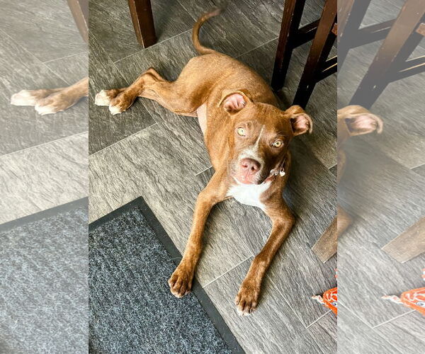Medium Photo #5 American Pit Bull Terrier-Unknown Mix Puppy For Sale in Cottage Grove, MN, USA