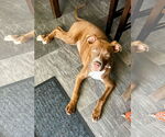 Small #4 American Pit Bull Terrier Mix