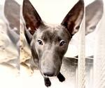 Small #1 Labrador Retriever Mix