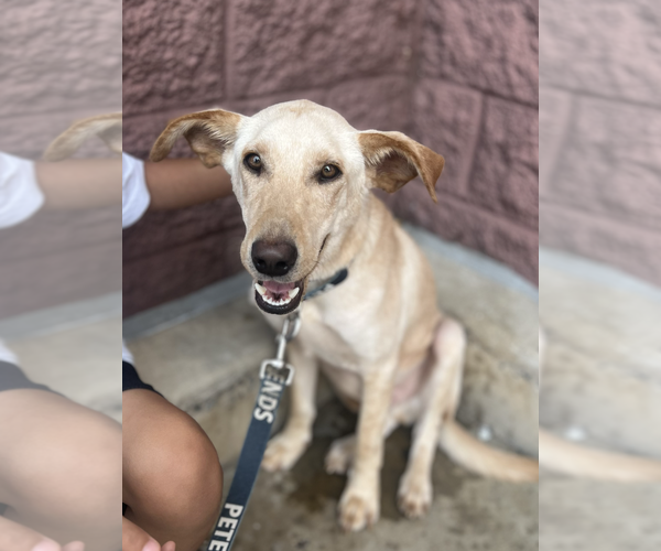 Medium Photo #2 Golden Labrador Puppy For Sale in Rockville, MD, USA