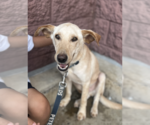 Small #1 Golden Labrador