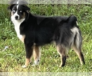 Mother of the Miniature Australian Shepherd puppies born on 12/07/2025