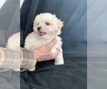 Small Photo #10 Zuchon Puppy For Sale in RAINBOW, CA, USA