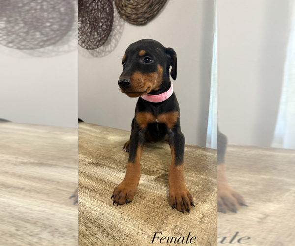 Medium Photo #5 Doberman Pinscher Puppy For Sale in MERCED, CA, USA