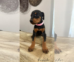Small #4 Doberman Pinscher