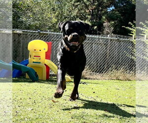 Bane - Male Rottweiler Dog for Adoption - Photo #10