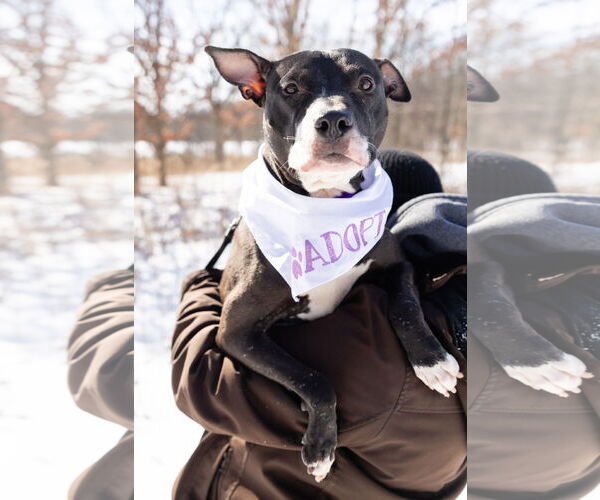 Medium Photo #12 Mutt Puppy For Sale in Crete, IL, USA