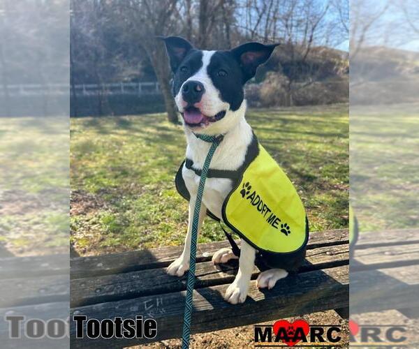 Medium Photo #11 Mutt Puppy For Sale in Maryville, TN, USA