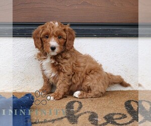 Goldendoodle (Miniature) Puppy for sale in NARVON, PA, USA