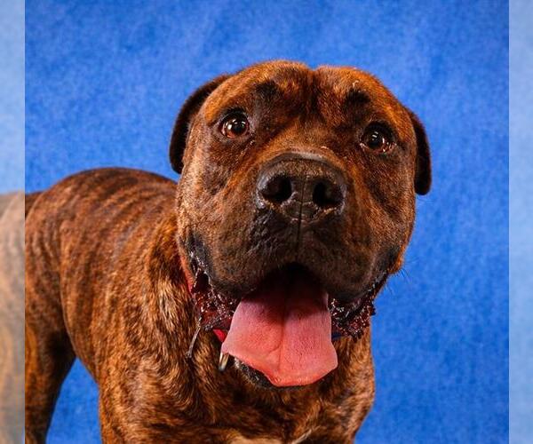 Medium Photo #2 Mutt Puppy For Sale in Pearland, TX, USA
