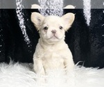 Small #3 French Bulldog