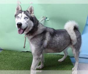 Siberian Husky Dogs for adoption in Downey, CA, USA
