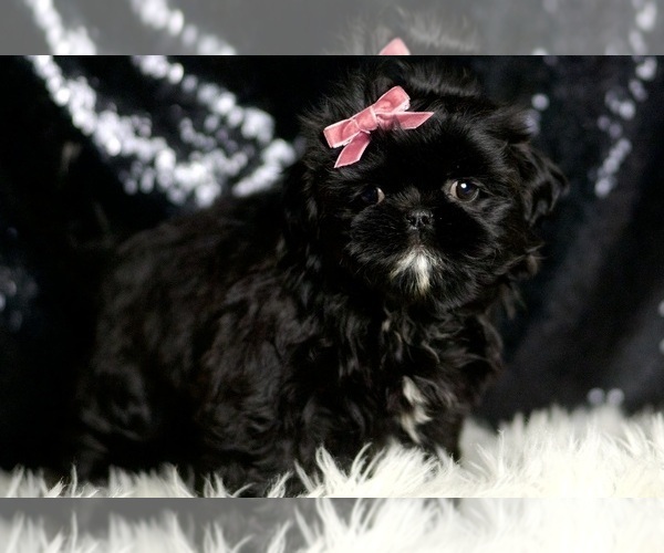 Medium Photo #5 Shih Tzu Puppy For Sale in WARSAW, IN, USA
