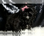 Small #4 Shih Tzu