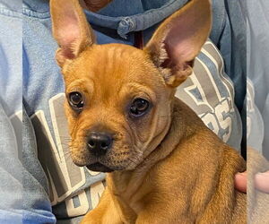 French Bulldog-Unknown Mix Dogs for adoption in Davis, CA, USA