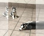 Small Photo #12 Siberian Husky Puppy For Sale in BELLEVIEW, MO, USA