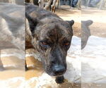 Small #3 Dutch Shepherd  Mix